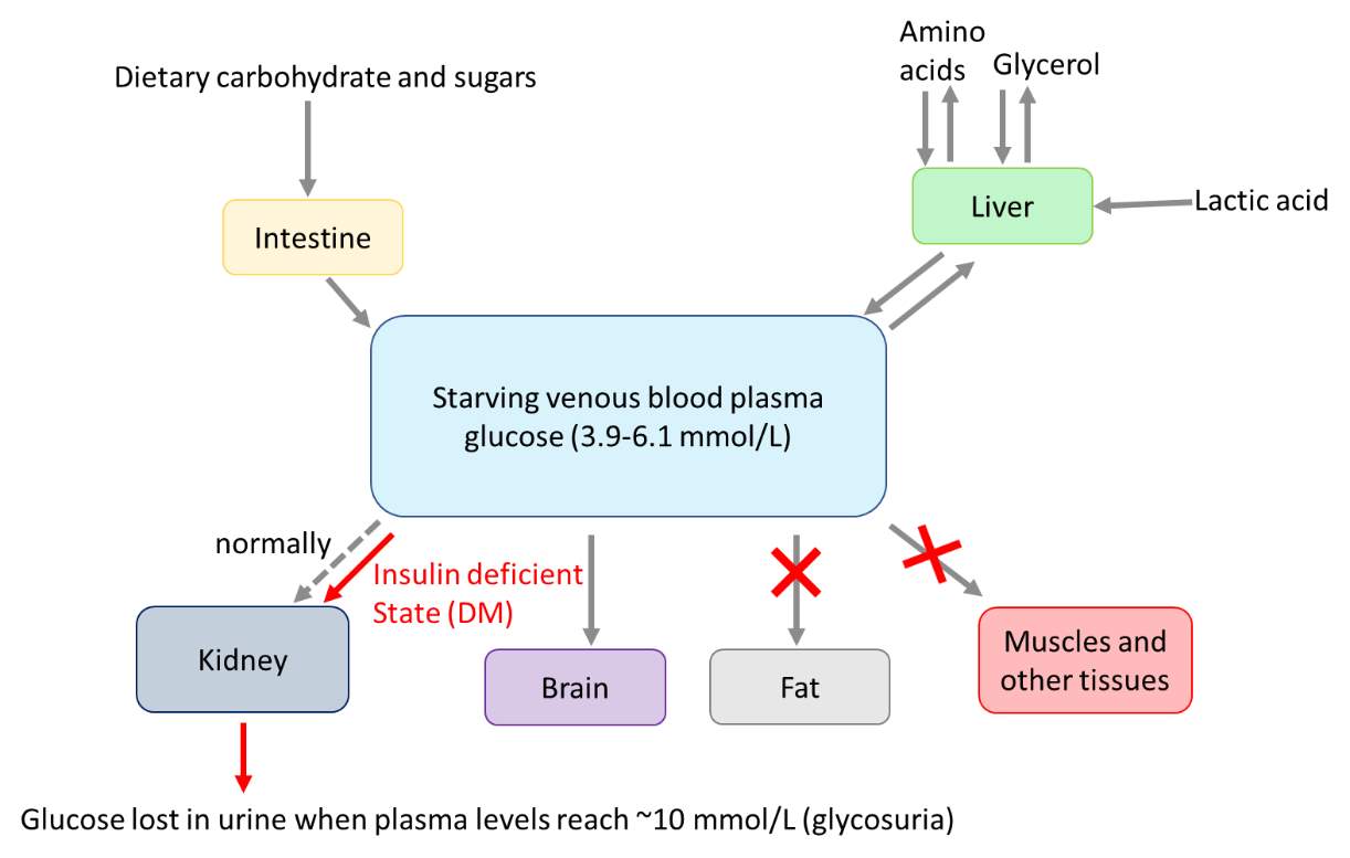 Simplified schematic diagram providing an overview of glucose metabolism